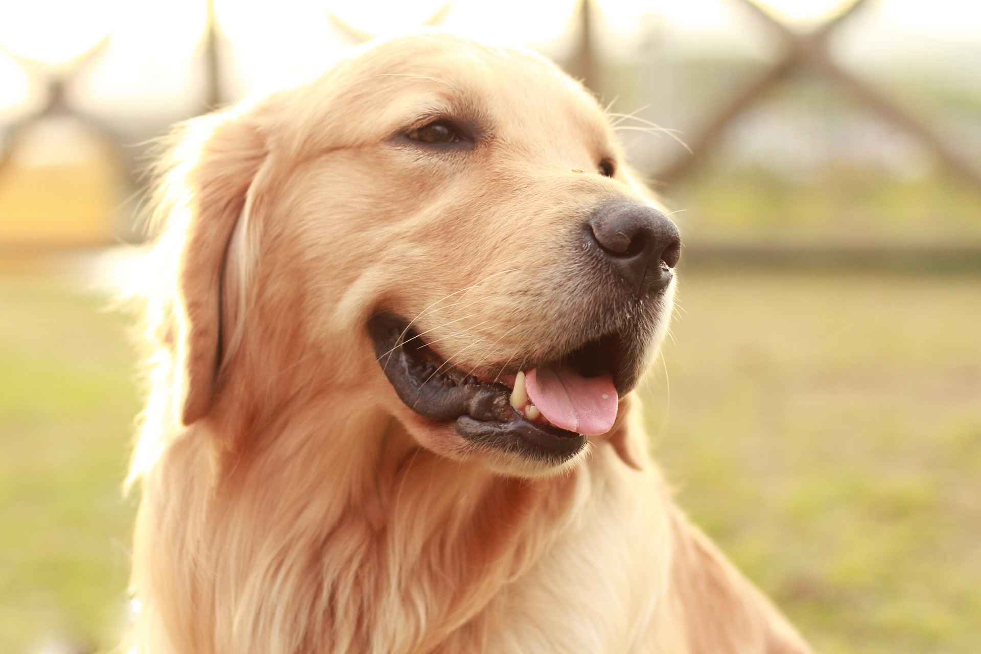 大型犬OK